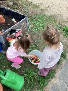 Kinder sammeln Äpfel in einer Schüssel