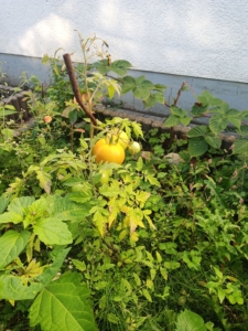 Gelbe Tomaten an einem Strauch