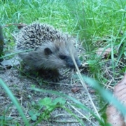 kleiner Igel